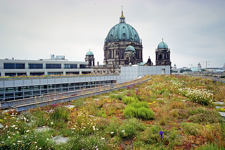 Spreepalais Berlin, Beispiel für einfach intensive Dachbegrünung